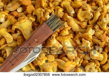 "Fresh chanterelles or golden chanterelles (Cantharellus cibarius), cleaned, with a mushroom brush" View Large Photo Image Stock Photograph - "Fresh chanterelles or golden chanterelles (Cantharellus cibarius), cleaned, with a mushroom brush". Fotosearch