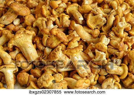 Stock Photography - "Fresh chanterelles or golden chanterelles (Cantharellus cibarius), cleaned". Fotosearch