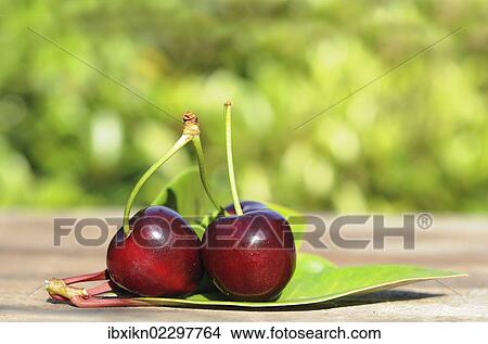 Fresh cherries View Large Photo Image Picture - Fresh cherries. Fotosearch
