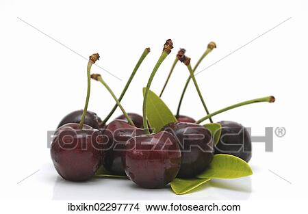 Fresh cherries View Large Photo Image Picture - Fresh cherries. Fotosearch