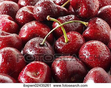 Fresh cherries View Large Photo Image Stock Image - Fresh cherries. Fotosearch