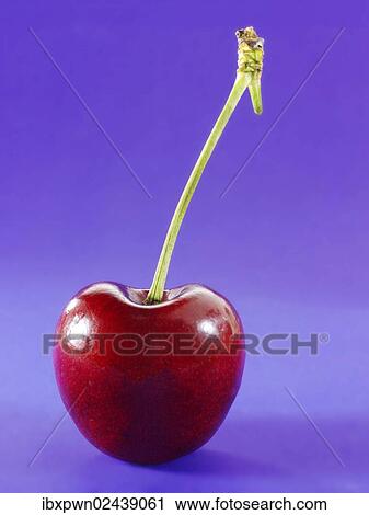 Fresh cherry View Large Photo Image Stock Image - Fresh cherry. Fotosearch