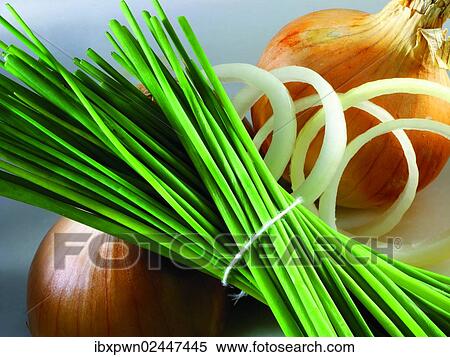 Fresh chives and onions View Large Photo Image Stock Photography - Fresh chives and onions. Fotosearch