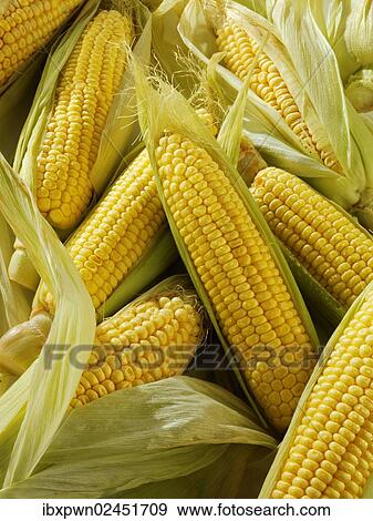 "Fresh cobs of maize, corn, sweetcorn" View Large Photo Image Stock Photo - "Fresh cobs of maize, corn, sweetcorn". Fotosearch