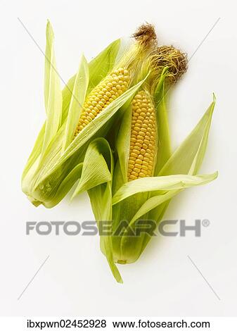 "Fresh cobs of maize, corn, sweetcorn" View Large Photo Image Stock Photo - "Fresh cobs of maize, corn, sweetcorn". Fotosearch