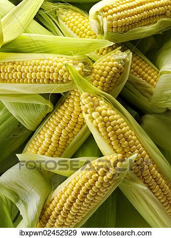 "Fresh cobs of maize, corn, sweetcorn" View Large Photo Image Stock Photo - "Fresh cobs of maize, corn, sweetcorn". Fotosearch