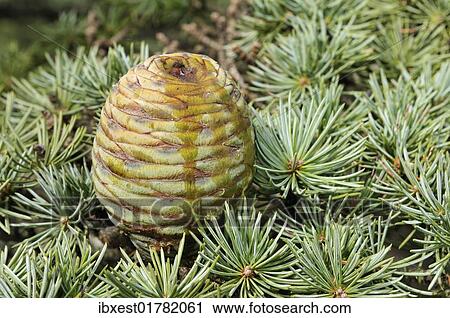 Stock Image - "Fresh cone of a Lebanon cedar (Cedrus libani), Chouf Cedar Reserve, Unesco Biosphere Reserve, Lebanon, Middle East, West Asia, Asia". Fotosearch