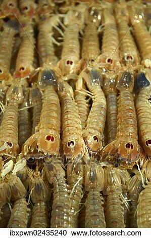 Stock Image - "Fresh Connoce prawns, fish market, Rialto, Venice, Italy, Europe". Fotosearch