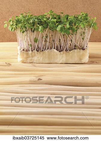 Fresh cress View Large Photo Image Stock Photography - Fresh cress. Fotosearch