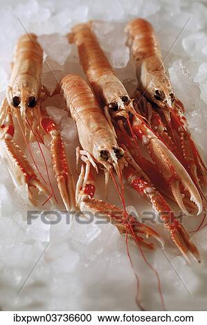 Fresh Dublin Bay prawns on crushed ice View Large Photo Image Stock Image - Fresh Dublin Bay prawns on crushed ice. Fotosearch