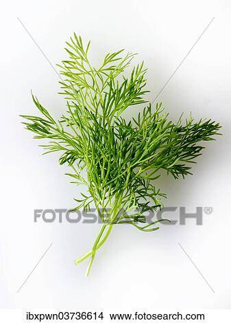 Picture - Fresh fennel leaves. Fotosearch