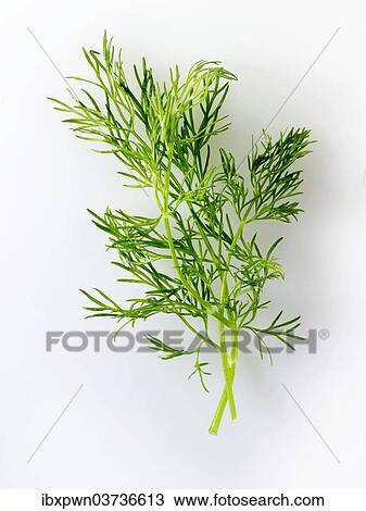 Fresh fennel leaves View Large Photo Image Stock Image - Fresh fennel leaves. Fotosearch