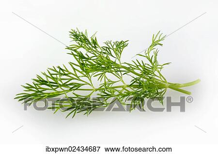 Fresh Fennel leaves View Large Photo Image Stock Photo - Fresh Fennel leaves. Fotosearch