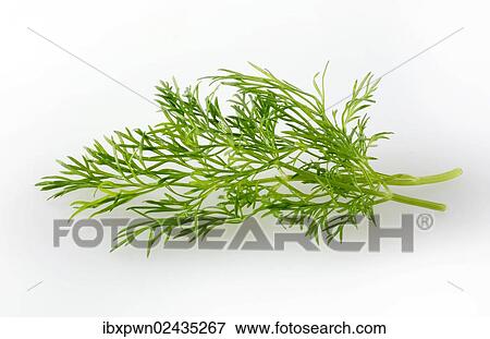 Fresh fennel View Large Photo Image Stock Photo - Fresh fennel. Fotosearch