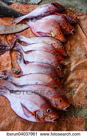 "Fresh fish for sale at the fish market, Hadibu, island of Socotra, Yemen, Asia" View Large Photo Image Stock Image - "Fresh fish for sale at the fish market, Hadibu, island of Socotra, Yemen, Asia". Fotosearch