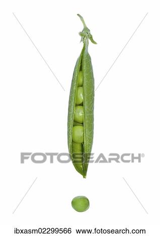 "Fresh green peapod, pea (Pisum sativum)" View Large Photo Image Stock Photograph - "Fresh green peapod, pea (Pisum sativum)". Fotosearch