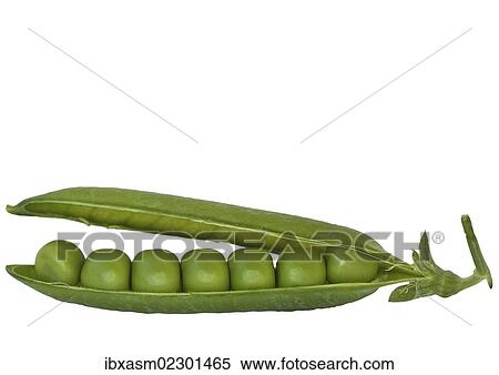 "Fresh green peapod, pea (Pisum sativum)" View Large Photo Image Stock Photography - "Fresh green peapod, pea (Pisum sativum)". Fotosearch