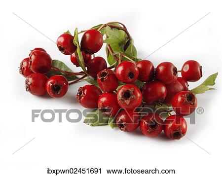 Fresh haws from the hawthorn bush View Large Photo Image Stock Image - Fresh haws from the hawthorn bush. Fotosearch