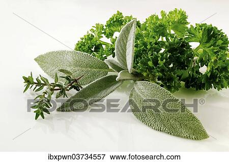 "Fresh herbs, sage, parsley and thyme" View Large Photo Image Stock Photo - "Fresh herbs, sage, parsley and thyme". Fotosearch