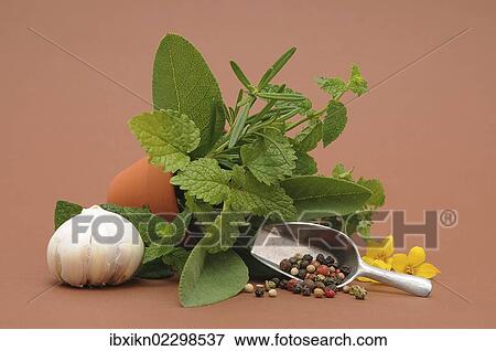 "Fresh herbs, spices and garlic" View Large Photo Image Stock Photo - "Fresh herbs, spices and garlic". Fotosearch
