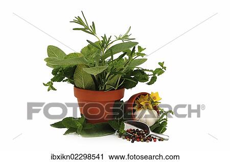 "Fresh herbs, spices" View Large Photo Image Stock Image - "Fresh herbs, spices". Fotosearch