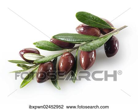 Fresh kalamata olives on an olive sprig View Large Photo Image Stock Image - Fresh kalamata olives on an olive sprig. Fotosearch