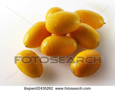 "Fresh kumquats, kumquats" View Large Photo Image Stock Image - "Fresh kumquats, kumquats". Fotosearch