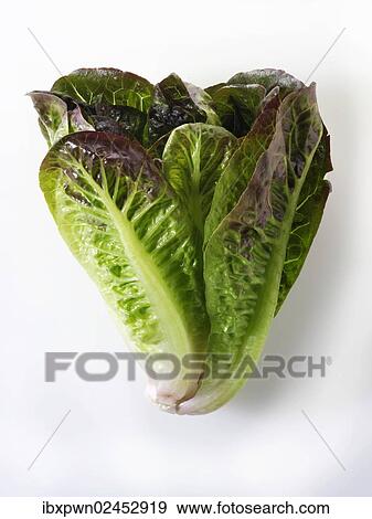 Fresh Mini Cos lettuce View Large Photo Image Stock Photo - Fresh Mini Cos lettuce. Fotosearch