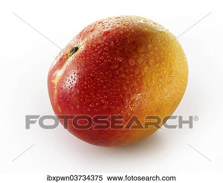 Fresh mini mango View Large Photo Image Stock Photography - Fresh mini mango. Fotosearch
