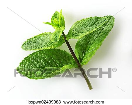Fresh mint leaves View Large Photo Image Stock Photo - Fresh mint leaves. Fotosearch