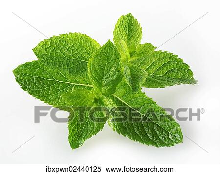 Fresh mint leaves View Large Photo Image Stock Photography - Fresh mint leaves. Fotosearch