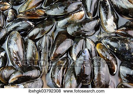 Fresh mussels View Large Photo Image Stock Photo - Fresh mussels. Fotosearch