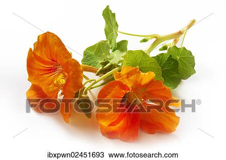 Fresh nasturtium flowers and leaves View Large Photo Image Stock Image - Fresh nasturtium flowers and leaves. Fotosearch