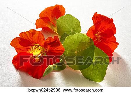 Fresh nasturtium salad flowers and leaves View Large Photo Image Stock Photograph - Fresh nasturtium salad flowers and leaves. Fotosearch