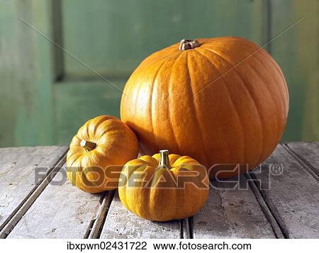 Fresh orange mini pumpkins and big pumpkins View Large Photo Image Stock Image - Fresh orange mini pumpkins and big pumpkins. Fotosearch