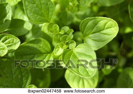 Fresh Oregano leaves (Origanum vulgare) View Large Photo Image Stock Photo - Fresh Oregano leaves (Origanum vulgare). Fotosearch