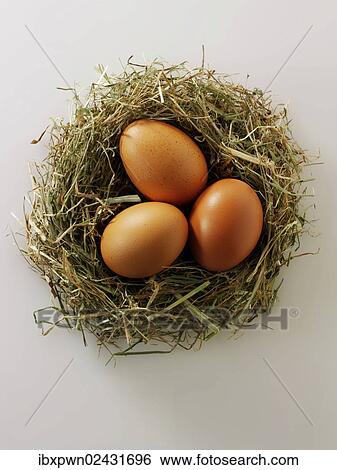 Fresh organic eggs from Burford Brown hens View Large Photo Image Stock Photograph - Fresh organic eggs from Burford Brown hens. Fotosearch