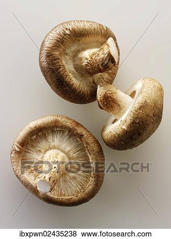 "Fresh organic mushrooms, shiitake" View Large Photo Image Stock Photo - "Fresh organic mushrooms, shiitake". Fotosearch