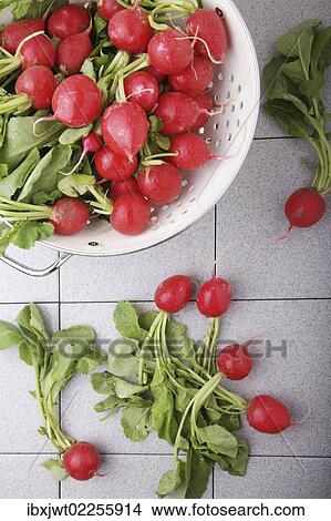 "Fresh, organic radishes" View Large Photo Image Picture - "Fresh, organic radishes". Fotosearch