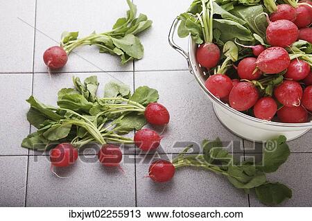 "Fresh, organic radishes" View Large Photo Image Stock Image - "Fresh, organic radishes". Fotosearch