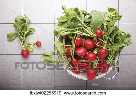 "Fresh, organic radishes" View Large Photo Image Stock Photo - "Fresh, organic radishes". Fotosearch