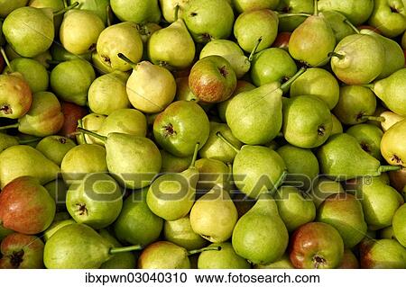 Fresh pears and apples View Large Photo Image Stock Image - Fresh pears and apples. Fotosearch