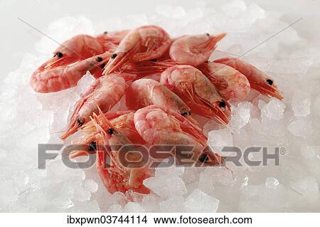 Fresh prawns on crushed ice View Large Photo Image Picture - Fresh prawns on crushed ice. Fotosearch