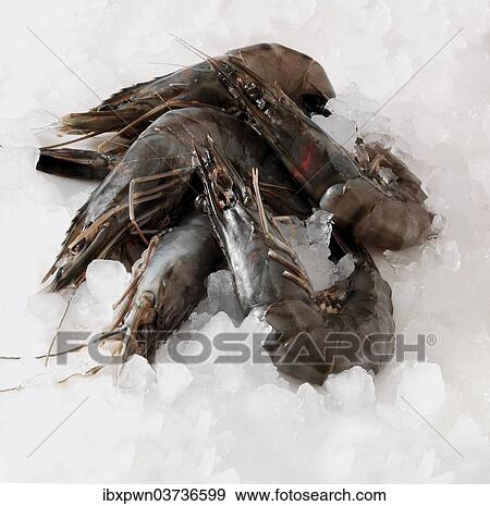 Fresh prawns on crushed ice View Large Photo Image Stock Photo - Fresh prawns on crushed ice. Fotosearch