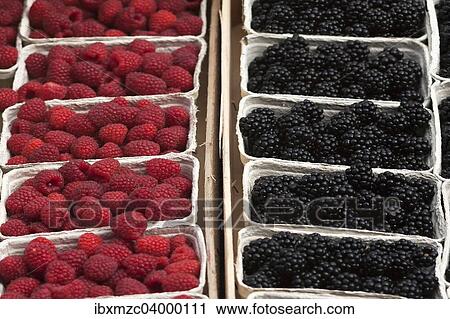 "Fresh Raspberries (Rubus idaeus) and fresh Blackberries (Rubus sectio Rubusin) in boxes on the market, Baden-Wurttemberg, Germany, Europe" View Large Photo Image Stock Image - "Fresh Raspberries (Rubus idaeus) and fresh Blackberries (Rubus sectio Rubusin) in boxes on the market, Baden-Wurttemberg, Germany, Europe". Fotosearch