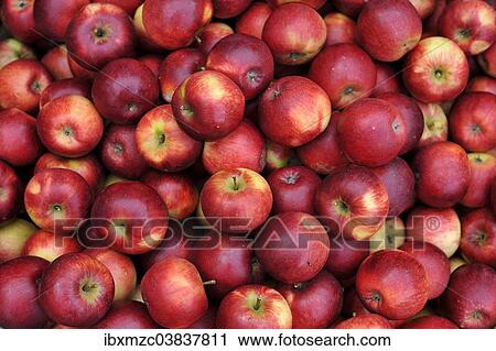 Stock Image - "Fresh red apples, Baden-Wurttemberg, Germany, Europe". Fotosearch