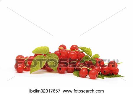 Stock Photo - Fresh red curants. Fotosearch