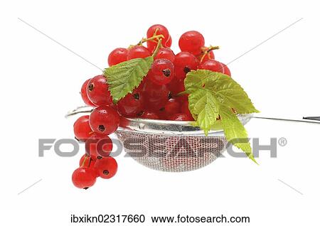 Fresh red currants in a colander or sieve View Large Photo Image Stock Image - Fresh red currants in a colander or sieve. Fotosearch
