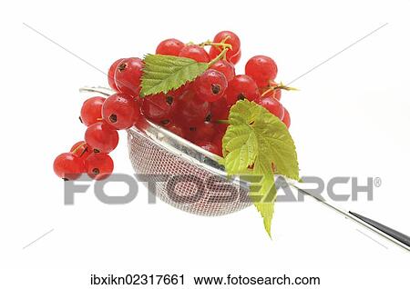 Stock Image - Fresh red currants in a colander or sieve. Fotosearch
