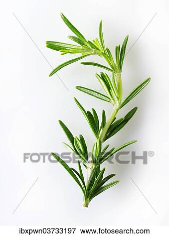 Fresh rosemary leaves View Large Photo Image Stock Photo - Fresh rosemary leaves. Fotosearch